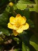 IMG_4146_l.jpg