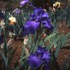 iris01l.jpg