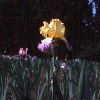 iris04l.jpg
