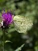 IMG_6743_l.jpg