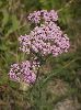 IMG_1141_l.jpg