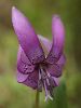 IMG_3877_l.jpg