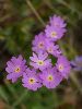 IMG_4295_l.jpg