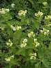 EPL11304_l.jpg