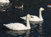 swan10-l.jpg