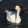 swan18-l.jpg