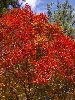 IMGP0027_l.jpg