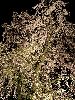 RIMG0026_l.jpg