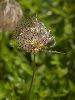 IMG_4683_l.jpg