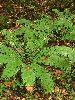 DSCF0038_l.jpg