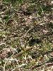 IMG_0012_l.jpg