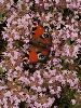EPL13244_l.jpg