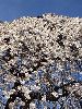 DSCF2613_l.jpg