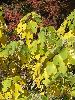 DSCF9042_l.jpg