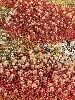 DSCF3578_l.jpg