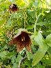 P7100073_l.jpg