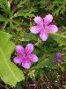 P9030058_l.jpg