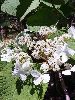P5200009_l.JPG