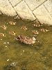 IMG_0010_l.JPG