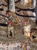 IMG_0020_l.JPG