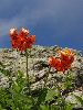 P8100058_l.JPG