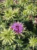 P8240024_l.JPG