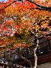 DSC0116_l.JPG