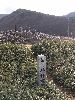 DSCF6432_l.JPG