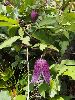 P6200071_l.JPG