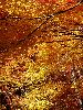 DSC0025_l.JPG