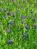 DSC0003_l.JPG
