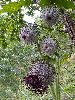 P9043756_l.JPG