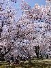 DSC0049_l.JPG