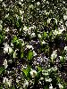 DSC0010_l.JPG
