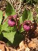 DSCF7533_l.JPG