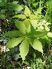 P5250695_l.JPG
