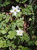 P5250719_l.JPG