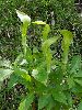 P5250743_l.JPG