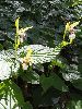 P5250765_l.JPG