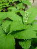 DSC00010_l.JPG