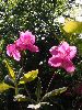 P6150845_l.JPG