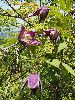 P6150857_l.JPG
