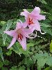 P6220882_l.JPG