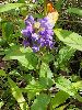 P6220885_l.JPG