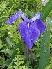 P6290951_l.JPG