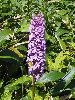 P7070996_l.JPG