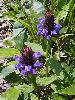 P7071011_l.JPG