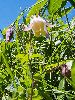 P7071040_l.JPG