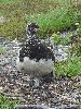DSC0078_l.JPG