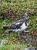 DSC0097_l.JPG